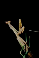 Stagmomantis