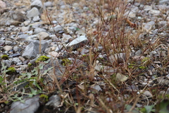 Sporobolus neglectus