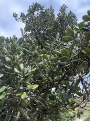 Beilschmiedia tarairi