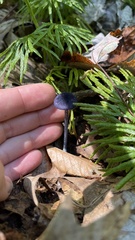 Cortinarius violaceus
