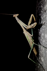 Stagmomantis