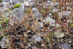 Sporobolus neglectus