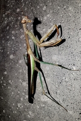 Stagmomantis
