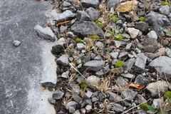 Panicum philadelphicum philadelphicum