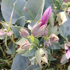 Mirabilis multiflora pubescens