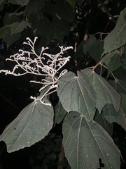 Heliocarpus