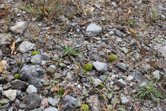 Sporobolus neglectus