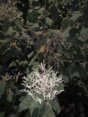 Heliocarpus