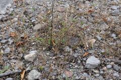 Sporobolus neglectus