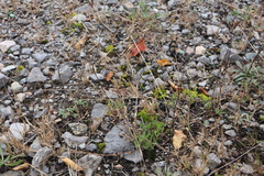 Panicum philadelphicum philadelphicum