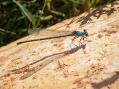 Argia apicalis