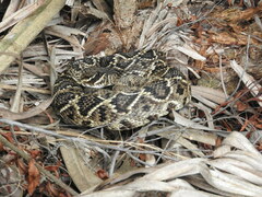 Crotalus adamanteus