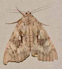 Catocala cerogama