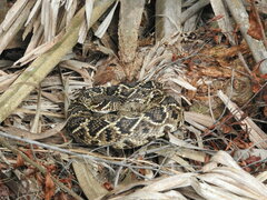 Crotalus adamanteus