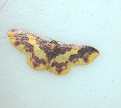 Lophosis labeculata
