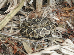 Crotalus adamanteus