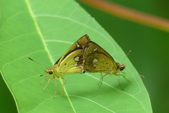 Scobura isota
