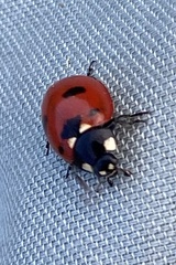 Coccinella transversoguttata