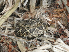 Crotalus adamanteus