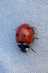 Coccinella transversoguttata