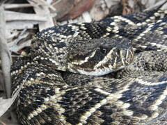 Crotalus adamanteus