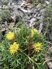 Isopogon ceratophyllus