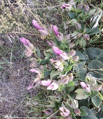 Mirabilis multiflora pubescens