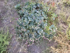Mirabilis multiflora pubescens