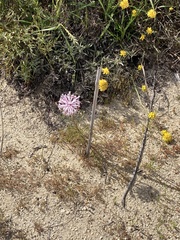 Petrophile linearis