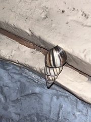 Drymaeus multilineatus