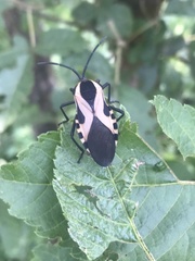 Sephina vinula