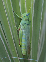 Schistocerca shoshone