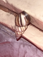 Drymaeus multilineatus