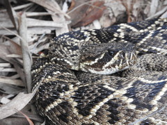 Crotalus adamanteus
