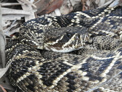 Crotalus adamanteus