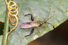 Cloresmus pulchellus