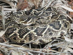 Crotalus adamanteus