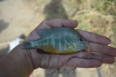 Lepomis aquilensis
