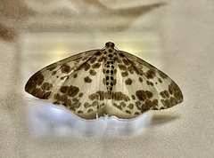 Percnia luridaria