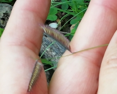 Bouteloua gracilis