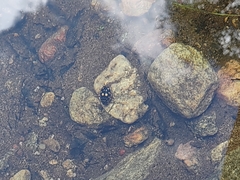 Thermonectus marmoratus