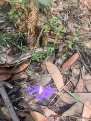 Scaevola ramosissima