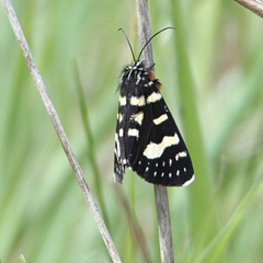 Phalaenoides tristifica