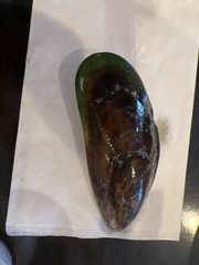 Mytilus edulis