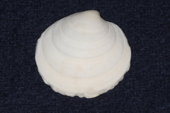 Dosinia exoleta