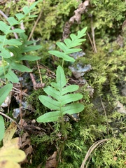 Polypodium virginianum