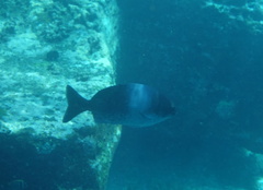 Kyphosus hawaiiensis