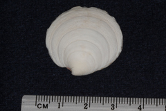 Dosinia exoleta