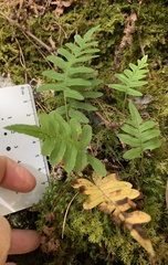 Polypodium virginianum