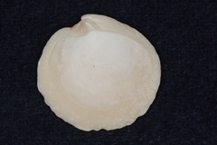 Dosinia exoleta
